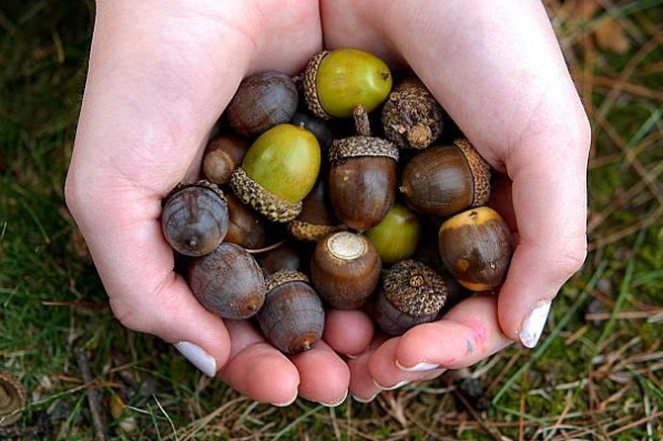 Acorns