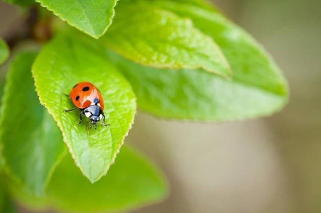 Ladybugs 