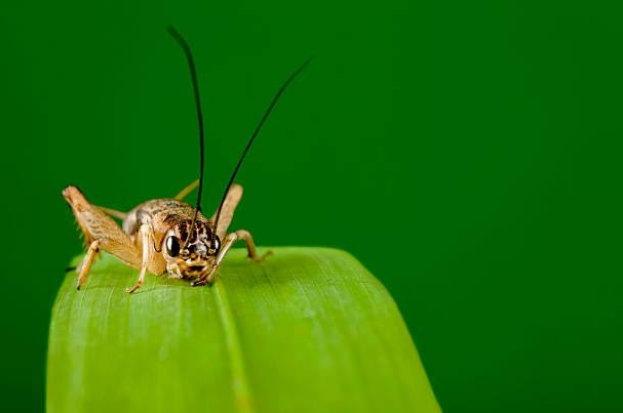 Chirping cricket