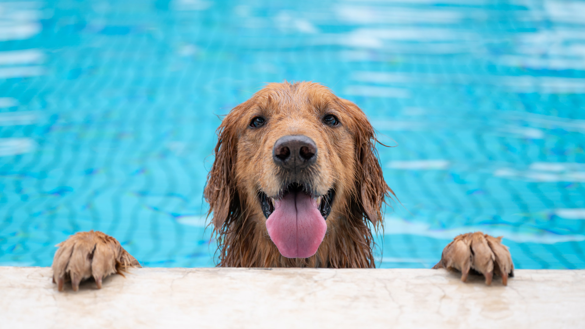 Dog in Pool